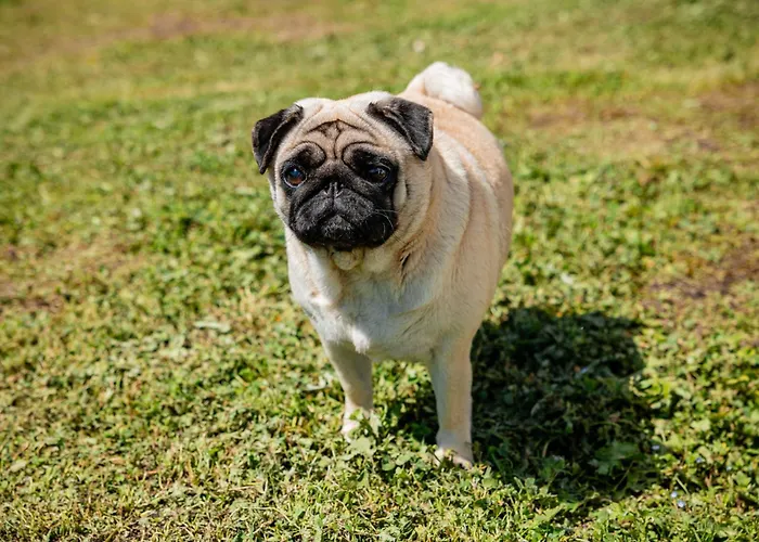 Lejlighed Casa Mati 2